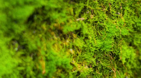 Beautiful moss Stock Footage 33295495