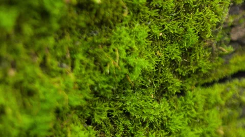 Beautiful moss Stock Footage 33295595
