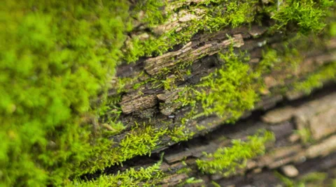 Beautiful moss Stock Footage 33295636