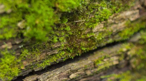 Beautiful moss Stock Footage 33295713