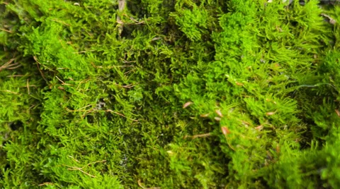 Beautiful moss Stock Footage 33295782