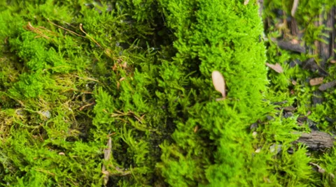 Beautiful moss Stock Footage 33295930