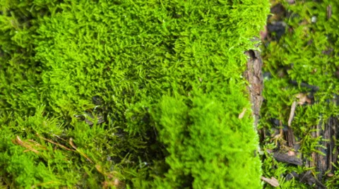 Beautiful moss Stock Footage 33296084
