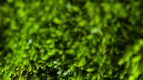 Beautiful moss Stock Footage 33548591