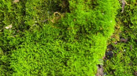 Beautiful moss Stock Footage 33548614