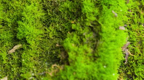 Beautiful moss Stock Footage 33548630