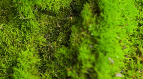 Beautiful moss Stock Footage 33548644