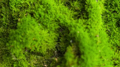 Beautiful moss Stock Footage 33548671
