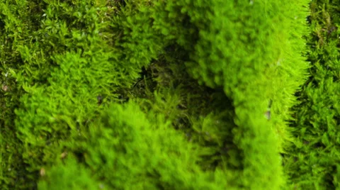 Beautiful moss Stock Footage 33548683