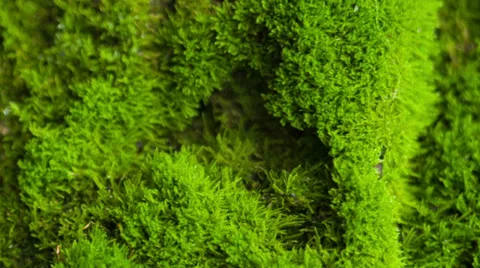Beautiful moss Stock Footage 33548691