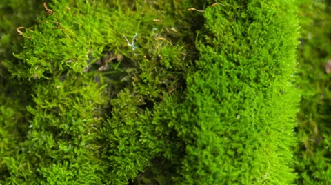 Beautiful moss Stock Footage 33548703