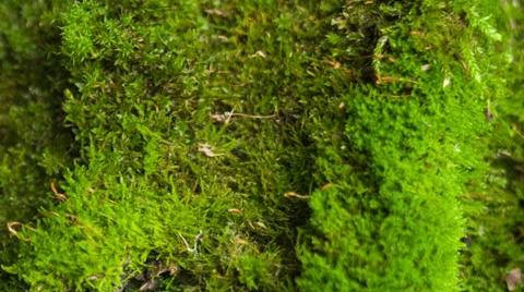 Beautiful moss Stock Footage 33548718