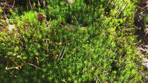 Beautiful Moss at the ground in the forest. Stock Footage 269016236