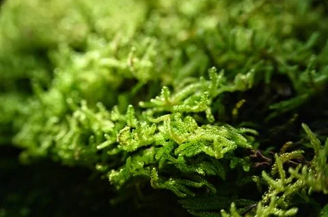 Beautiful Moss Stock Photos