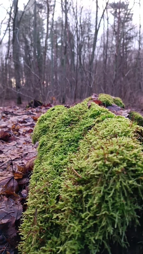 Beautiful moss on a tree in the forest Stock Footage 230125169