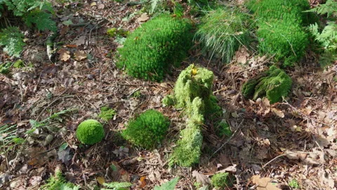 Beautiful mosses with a small mushroom at fall in the forest. Video stock 269085286