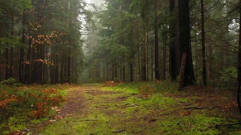 Beautiful mossy forest path in motion 库存影片 125631935