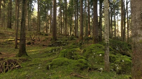 Beautiful mossy rocks in the forest Stock Footage 125268832