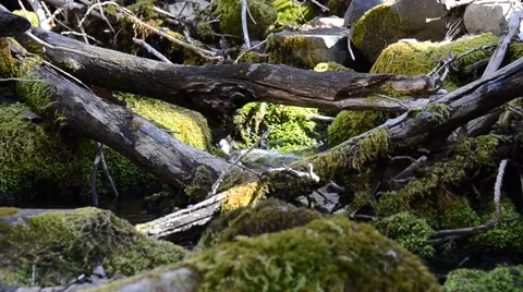 Beautiful Mossy Stream Stock Footage 47813585