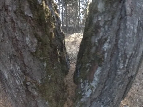 Beautiful Mossy Trunks, Sliding View, Sun Flaring, Trentino, Italy Stock Footage 83585974
