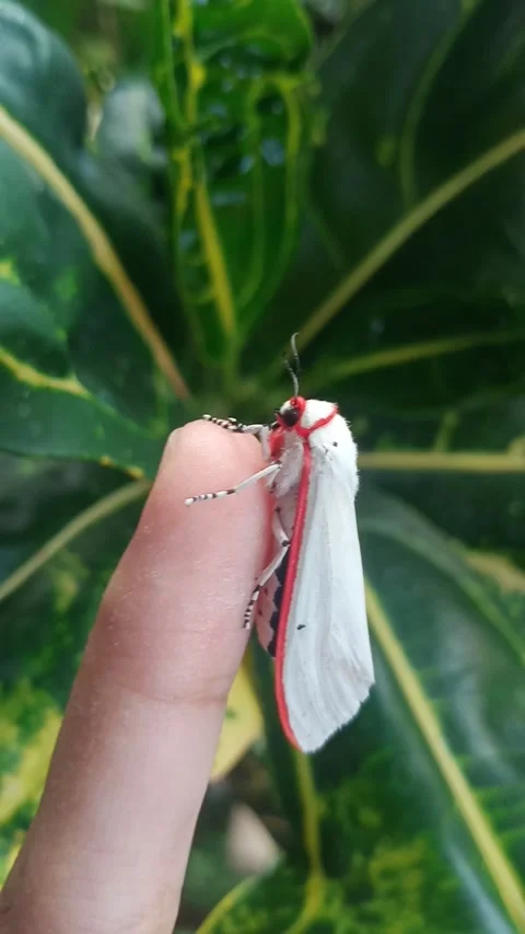 Beautiful moth on finger (Insect) Stock Footage 264031394