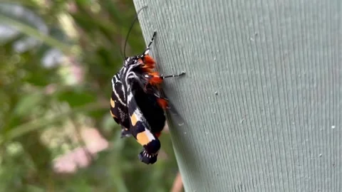 Beautiful Moth Stock Footage 149444702