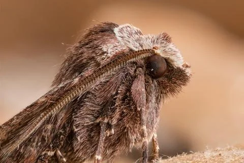 A beautiful moth Stock Photos