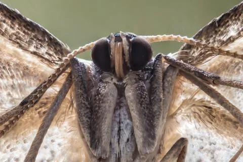 A beautiful moth Stock Photos