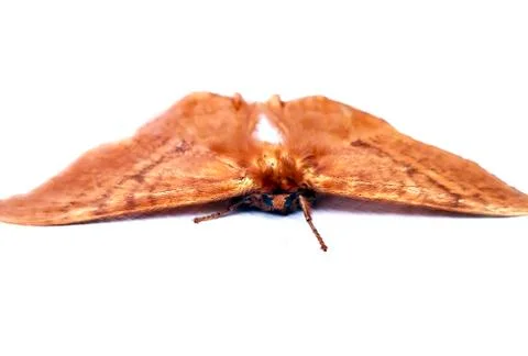 BEAUTIFUL MOTH Foto stock