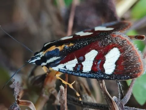 Beautiful moth Stock Photos