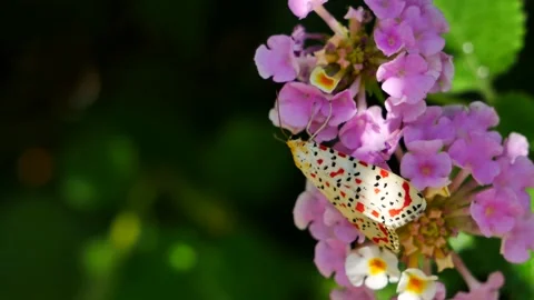 A beautiful moth pollinates flowers. 스톡 동영상 158995869