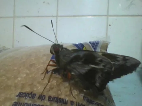 Beautiful moth is seen in a packet of demerara sugar, that's sweet! Stock Footage 166431352