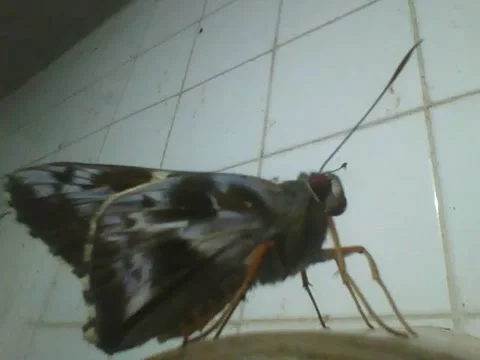 Beautiful moth is seen on top of an old glass, look at the pretty colors! Stock Footage 166431092