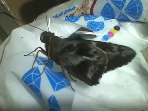 Beautiful moth is seen on top of the salt package Stock Footage 166430976
