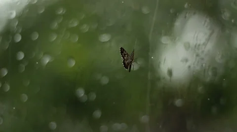 Beautiful Moth on the Window Stock Footage 39862553