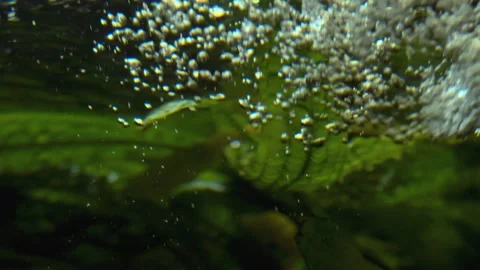 Beautiful Motion Through the Underwater Bubbles Cloud Stock Footage 274809901
