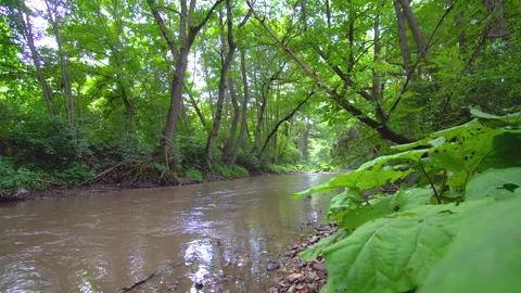 Beautiful motion view of a river in the forest Stock Footage 136925408