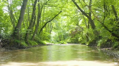 Beautiful motion view of a river in the middle of a forest Stock Footage 136924190