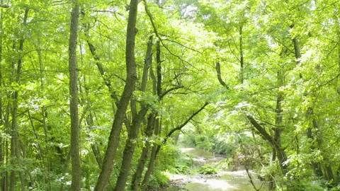 Beautiful motion view of a river in the middle of a forest Stock Footage 136924224