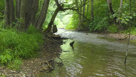 Beautiful motion view of a river the middle of a forest Stock Footage 136924423