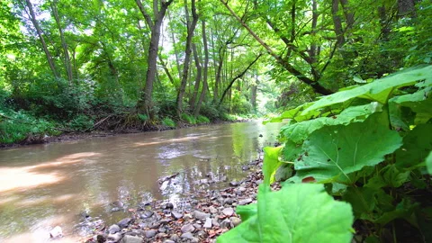 Beautiful motion view of a river surrounded by trees and plants Stock Footage 136923829