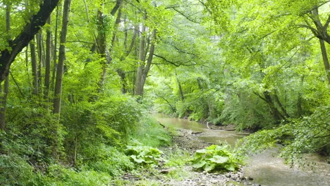 Beautiful motion view of a river surrounded by trees and plants Stock Footage 136923937