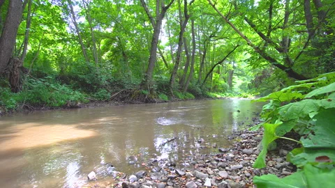 Beautiful motion view of a river surrounded by trees and plants Stock Footage 136924660