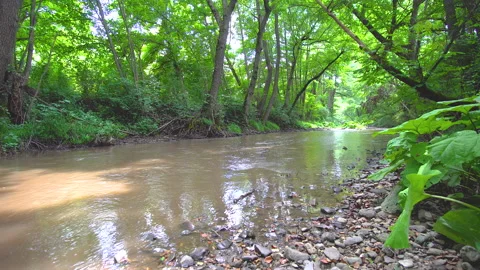 Beautiful motion view of a river surrounded by trees and plants Stock Footage 136924751