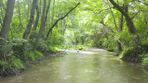 Beautiful motion view of a river surrounded by trees and plants Stock Footage 136925415