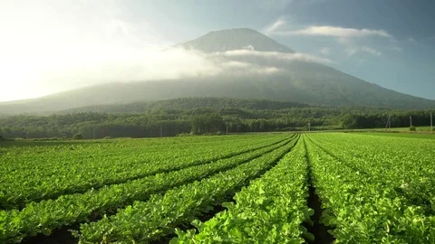 The beautiful Mount Yotei with vegtable farm Stock Footage
