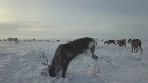 Beautiful mountain deer are looking for food under the snow in the cold tundra. Stock Footage 220698370