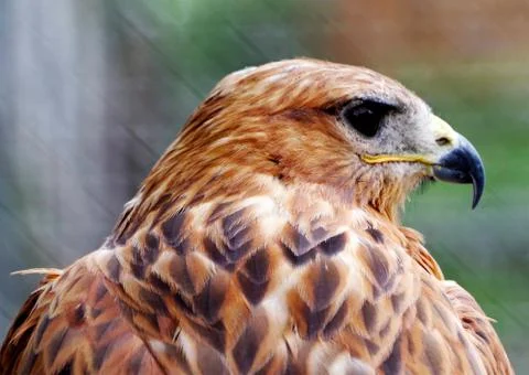 Beautiful mountain eagle Stock Photos