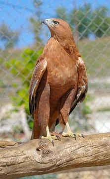 Beautiful mountain eagle Stock Photos