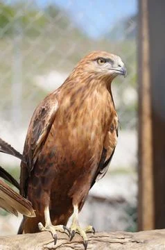 Beautiful mountain eagle Stock Photos